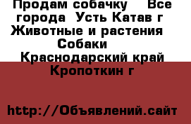 Продам собачку  - Все города, Усть-Катав г. Животные и растения » Собаки   . Краснодарский край,Кропоткин г.